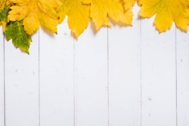 Beyaz ahşap arka planda çok renkli sonbahar yaprakları. Boşluğu kopyala.