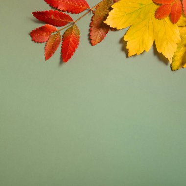 Fotokopi alanı olan yeşil arka planda düşmüş renkli yapraklar. Sonbahar arkaplanı.