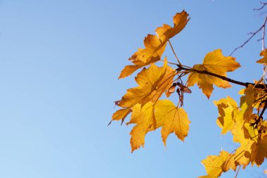 Gökyüzü arka planında turuncu sarı sonbahar yaprakları. Sonbahar sezonu, Ekim, Kasım zamanı..