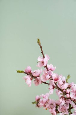 Yumuşak odak noktasında yeşil arka planda açan pembe çiçekler.