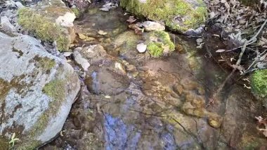 Huzurlu bir dağ deresi, canlı bitki örtüsüyle dolu bir ormanda esen güneş ışığını yansıtan renkli taşların üzerinde sorunsuzca çağlar. Doğa sesleri sakinleştirici atmosferi güçlendirir. Yüksek kaliteli FullHD görüntüler