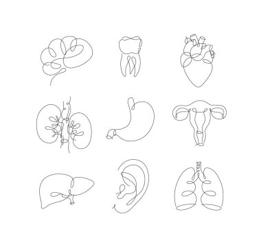 Kalem hattı iç organları beyin, diş, kalp, böbrekler, mide, rahim, karaciğer, kulak, akciğerler beyaz arka planda modern tarzda çiziliyor.