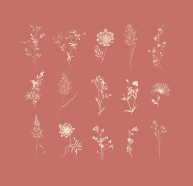 Çiçeklerin otları bahçede büyüyen çim kulakları ve mercan arka planda bej çizen çayırlar.