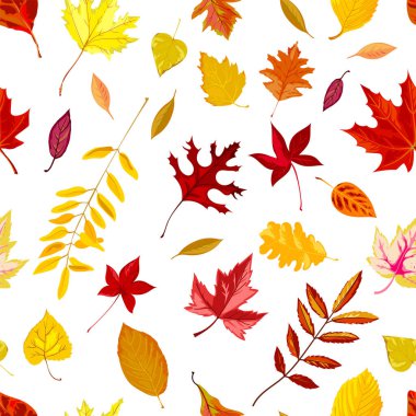 Sonbahar mevsimi beyazda izole edilmiş pürüzsüz desen bırakır. Akçaağaç yapraklarıyla arka plan ya da parmak izi, ağaç dezenfekte edilmesinin süsleri. Ekim ya da Kasım sonbahar yaprakları, düz biçimli vektör