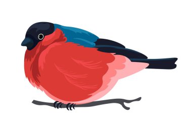 Kuş ve türleri, kırmızı tüylü ve kuyruğunda renkli tüyleri olan izole boğa ispinozu. Parktaki ya da dışarıdaki bir dalda oturan kuşun portresi, doğal yaşam alanı. Düz biçimli vektör