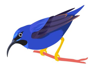 Exotic avian animal sitting on branch, isolated small birdie on twig. Tropical fauna and wilderness, character with curved long beak and claws. Zoo park and nature of warm countries. Vector in flat