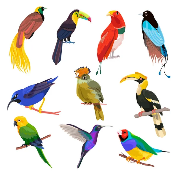 Exotic Tropical Avian Animals Sitting Branches Isolated Parrots Colibri Species — Archivo Imágenes Vectoriales