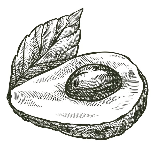 奇形怪状的梨子 带有种子和叶子 含维生素的分离小吃 烹调和配制素食沙拉的有机配料 单色草图轮廓 平面矢量 — 图库矢量图片