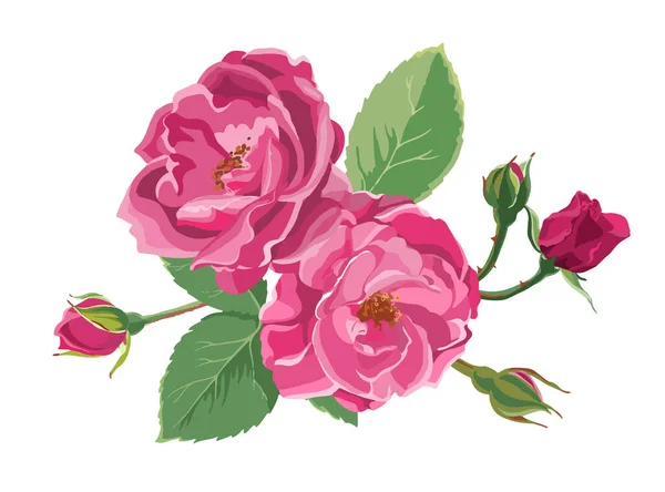 Roses Fleurs Fleurs Florissantes Avec Feuilles Bourgeons Pivoines Isolées Flore — Image vectorielle