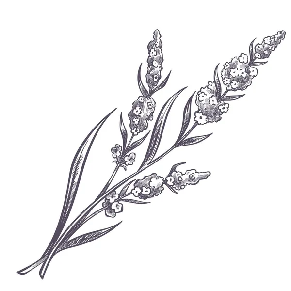 Цветущий Цветок Листьями Ветвь Растения Листвой Цветком Весенний Букет Трава — стоковый вектор