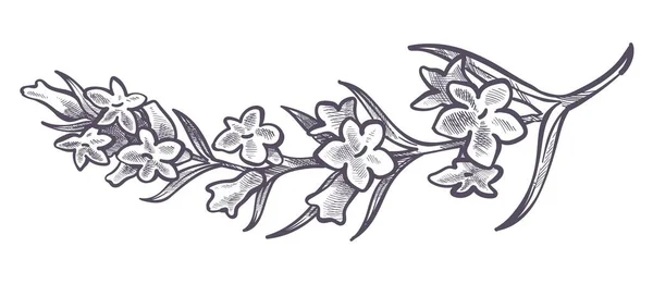 Цветочная Ветвь Цвету Цветущий Цветок Листьями Нежными Лепестками Растение Украшения — стоковый вектор