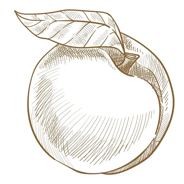 Персиковий Або Нектарин Ізольований Органічний Екологічно Вирощений Продукт Солодкий Абрикос — стоковий вектор