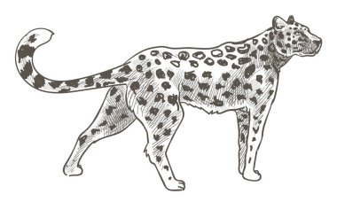 Vahşi yaşam hayvanı, benekli kürklü leopar. Jaguar ya da panter yürüyüşü. Memeliler hareket halinde. Yırtıcı kedi, etobur avcı. Tek renkli çizim taslağı, düz biçimli vektör
