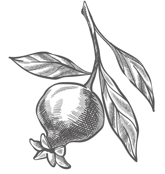 Reife Früchte Hängen Ast Vereinzelte Ikone Des Granatapfels Mit Blättern — Stockvektor