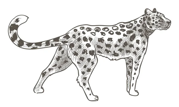 野生动物 孤立的豹子 身上有斑点的毛皮 美洲豹或豹走路 哺乳动物在运动 捕食者猫猫食肉动物猎手单色草图轮廓 平面矢量 — 图库矢量图片