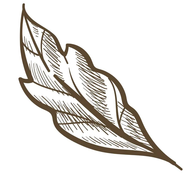植物或树叶在特写镜头下 孤立的植物图标 简约的花店标志 家居植物的叶子和叶子 卡片的生长或装饰元素 单色草图轮廓 平面矢量 — 图库矢量图片