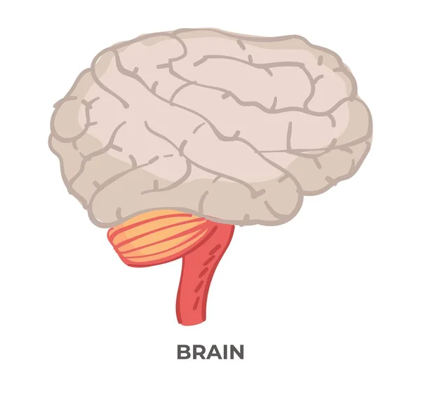Människokroppens Organ Isolerad Hjärndel Detalj Typ Person Biologilektioner Och Klasser — Stock vektor
