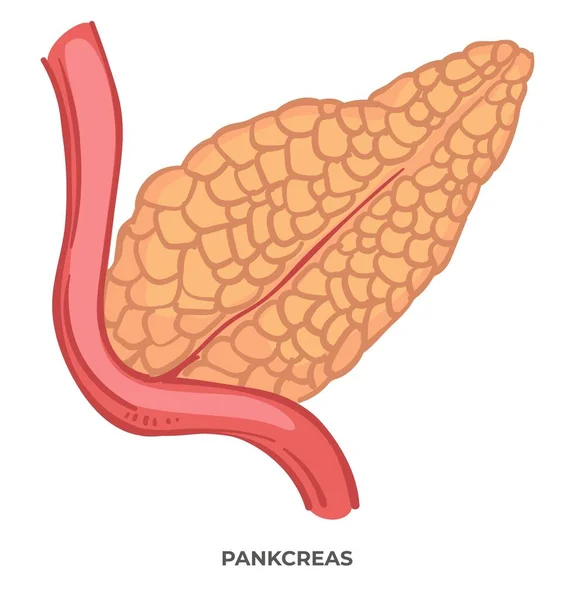 生物学和解剖学课和课程 隔离了人体的一部分 生物体的胰腺消化系统 胃肠道器官 胰腺炎和消化结构 矢量呈扁平型 — 图库矢量图片