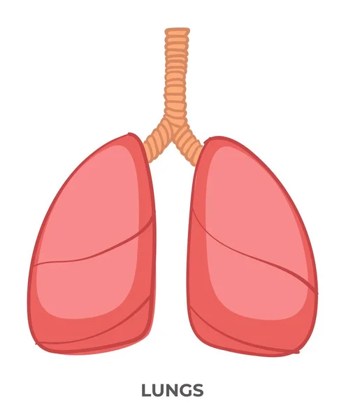 Lekcje Anatomii Opieki Zdrowotnej Odizolowana Ikona Ludzkich Organów Płuca Osoby — Wektor stockowy
