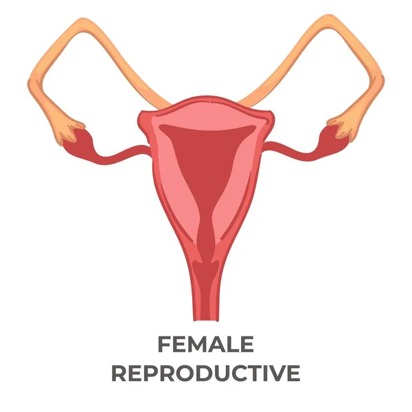 Kadınların Üreme Sistemi Anatomi Organlarının Izole Edilmiş Ikonu Rahim Yumurtalı — Stok Vektör