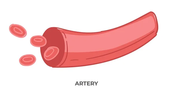 Medicina Anatomía Atención Médica Tratamiento Arteria Aislada Con Inscripción Vaso — Vector de stock
