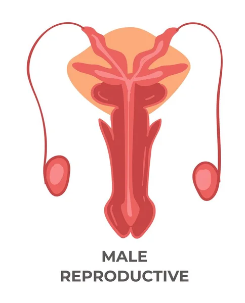 医药和保健 男性生殖系统 人体的一部分 肥料和泌尿学 科学检查和解剖学课和课程 生物和生殖 扁平法向量 — 图库矢量图片
