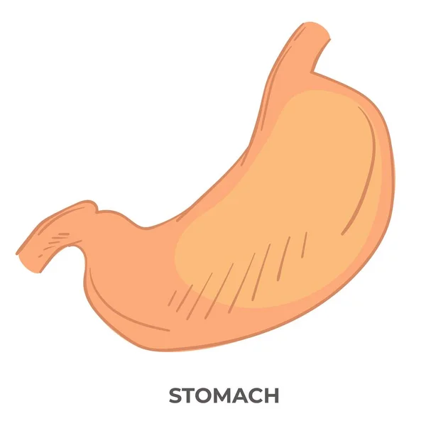 Órgano Hueco Tracto Gastrointestinal Icono Aislado Del Estómago Con Inscripción — Vector de stock