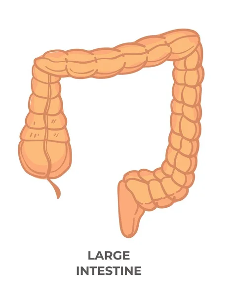 大肠或肠子 有题词的孤立图标 脊椎动物胃肠道和消化系统的最后一部分 药物和保健 疼痛或疼痛 矢量呈扁平型 — 图库矢量图片