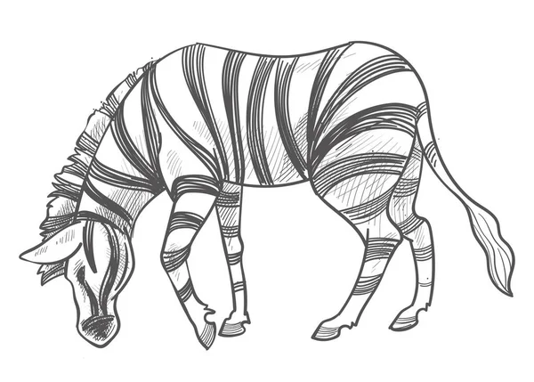 Herbívoro Animal Com Listras Pele Zebra Isolada Ficar Livre Prados —  Vetores de Stock