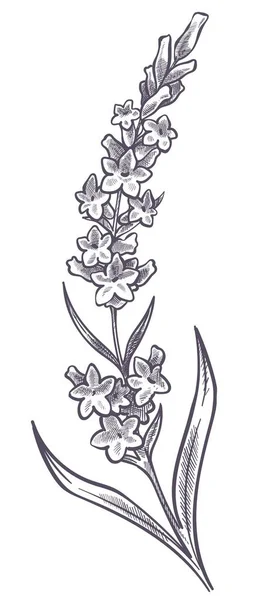 Цветок Цвету Летняя Весна Цветущая Ботаника Лаванда Лепестками Листьями Стебле — стоковый вектор
