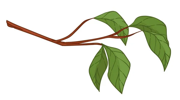 木やブッシュの枝に葉があり 小さな葉を持つ孤立した小枝 植栽と成長苗木 農業やプランテーション 生態学的生産や植物保護 平型ベクトル — ストックベクタ