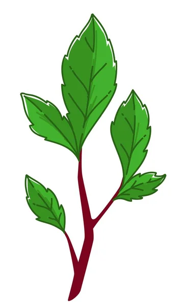 Дерево Ветви Зелеными Листьями Листвы Ростки Изолированная Травяная Ботаника Оформление — стоковый вектор