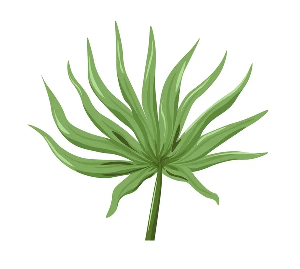 Exotischer Pflanzenschmuck Isoliertes Blütenblatt Oder Zimmerpflanze Blätter Und Große Blätter — Stockvektor