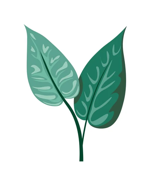 Экзотические Комнатные Растения Цветы Изолированная Листовка Тропической Ботаники Твердым Стеблем — стоковый вектор