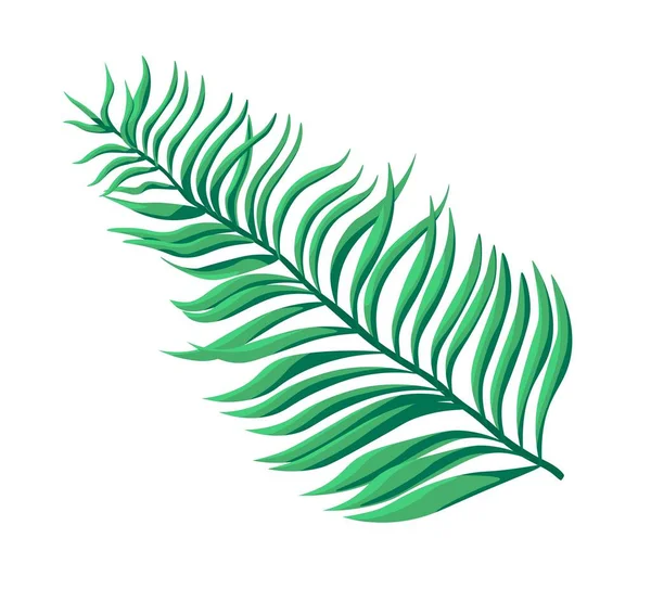 Floare Exotică Ferigă Verdeață Luxuriantă Frunze Plantă Izolată Sau Decorațiuni — Vector de stoc