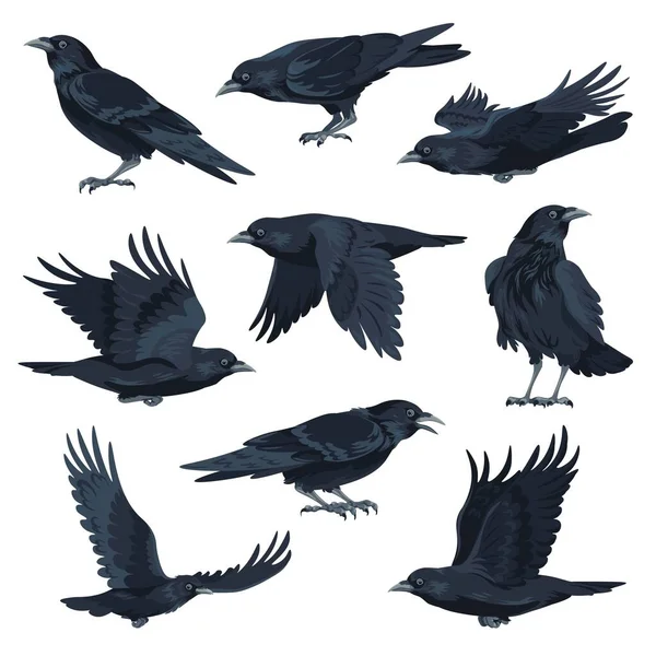 Flying Sitting Black Avian Animal Isolated Crow Raven Black Plumage — Stock Vector