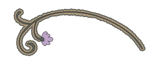 Paisley设计 孤立的分枝或茎具叶和芽 花朵开花或开花 装饰华丽 植物繁茂 夏天和春天的装饰品和图案 扁平的矢量 — 图库矢量图片