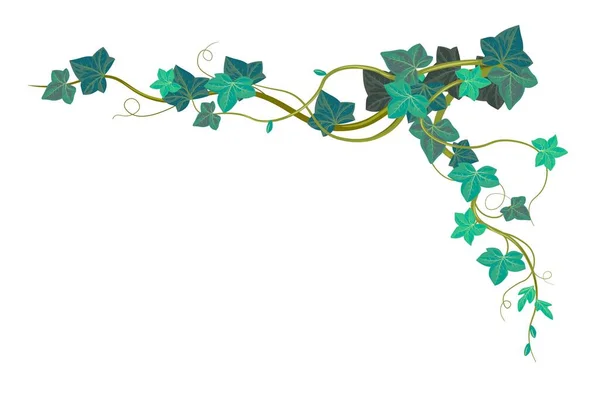 常緑の葉と葉を持つヘデラエキゾチックな登山植物 茎や枝 小枝や花序を持つ孤立したツタの花 植物や自然生物多様性 コーナーデザイン 平型ベクトル — ストックベクタ