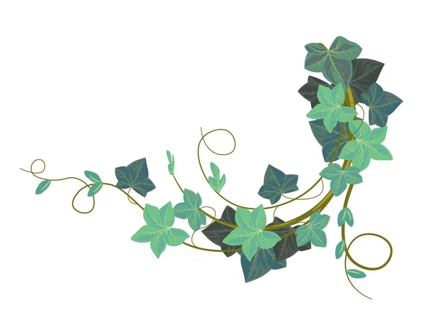 Evergreen Hedera Botany Изолированное Растение Плющ Скалолазание Соцветиями Листвой Весенняя — стоковый вектор