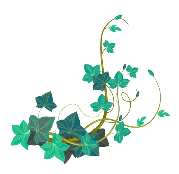 Evergreen Экзотическая Ботаника Изолированный Плющ Гедера Альпинистское Растение Листьями Листьями — стоковый вектор