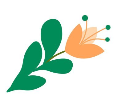 Çiçek açmış, yalnız çiçek açmış, gelişmekte olan bir bitki. Yaprakları geniş ve saplı bir buket kır çiçeği. Çiçekçiden dekoratif kompozisyon ya da düzenleme. Düz biçimli vektör