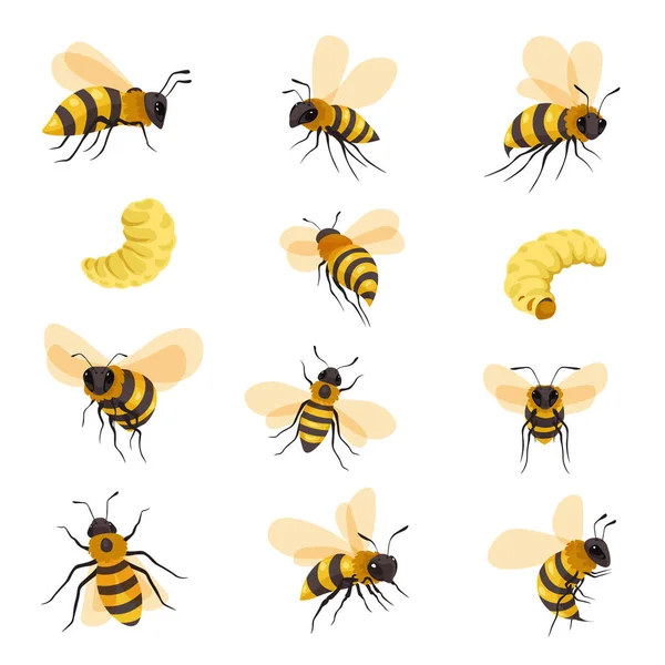 Imkerei Und Imkerei Isolierte Bienenvielfalt Larven Und Gezüchtete Honigbienen Bienen — Stockvektor