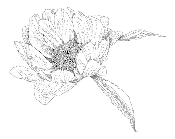 여름이나 꽃잎이 꽃봉오리가 의구성 잎사귀와 의설계 모노크롬 스케치 모양의 반사기 — 스톡 벡터