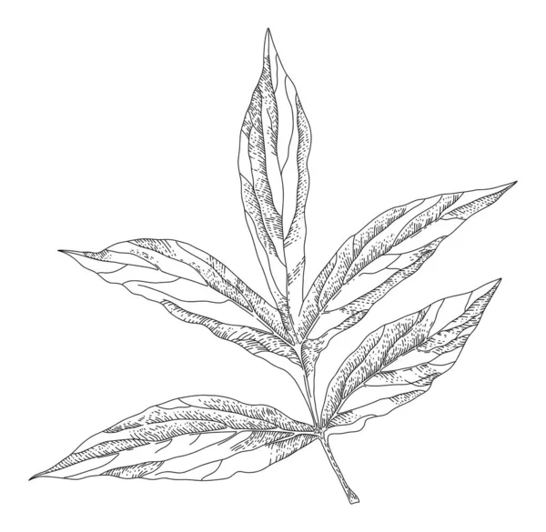 줄기가 꽃꽂이 미니멀리즘적 디자인 식물학의 다양성 모노크롬 스케치 모양의 반사기 — 스톡 벡터