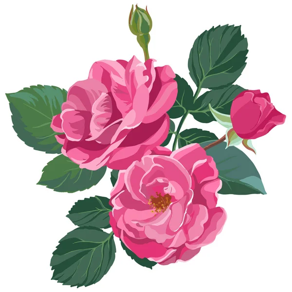 Rose Rose Florissante Avec Floraison Luxuriante Pétales Tendres Bourgeons Fleur — Image vectorielle
