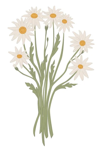 Wildflowers Bouquet Isolated Blooming Chamomile Stems Leaves Tender Petals Florist — Stock Vector