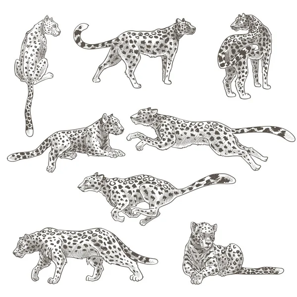 Carnivore Wild Mammal Isolated Leopard Cheetah Panther Spots Fur Motion — Stock Vector