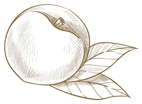 Природний Органічний Абрикос Або Солодкий Персик Ізольована Ікона Стиглої Ягоди — стоковий вектор