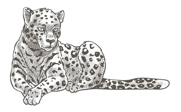 Leopardo Manchado Chita Pantera Deitada Chão Descansando Puma Cougar Predador —  Vetores de Stock