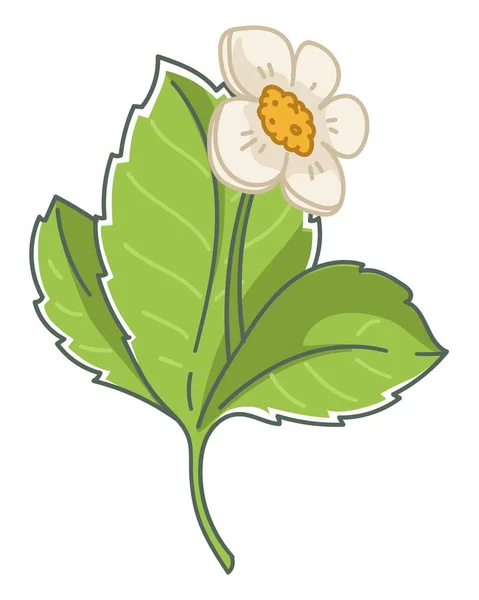 Rosnący Truskawkowy Roślina Liść Kwiat Odosobnione Liście Kwitnące Wiosna Zbiory — Wektor stockowy